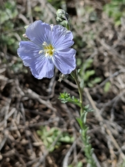 Linum pratense