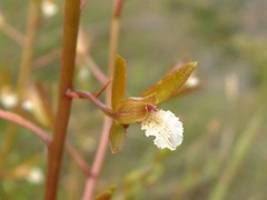 Eulophia tristis