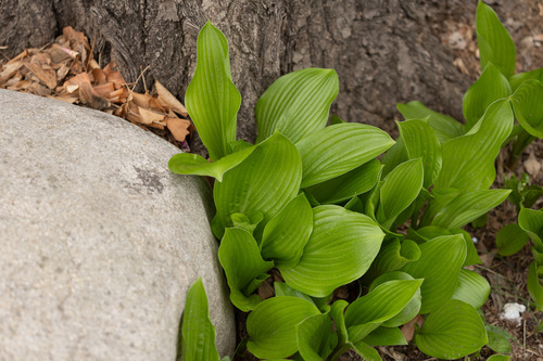 Hosta longipes iNat (3)