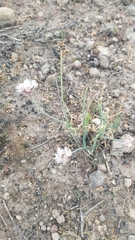 Allium haematochiton