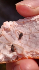 Myosides seriehispidus