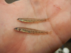 Etheostoma chlorosoma
