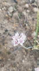 Allium haematochiton