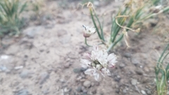 Allium haematochiton