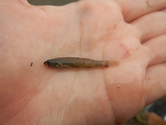Etheostoma gracile
