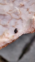 Myosides seriehispidus