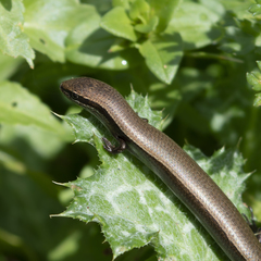 Ablepharus kitaibelii