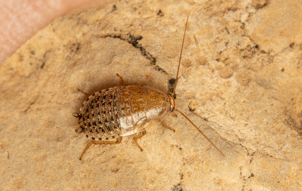 Dziriblatta galilaeana