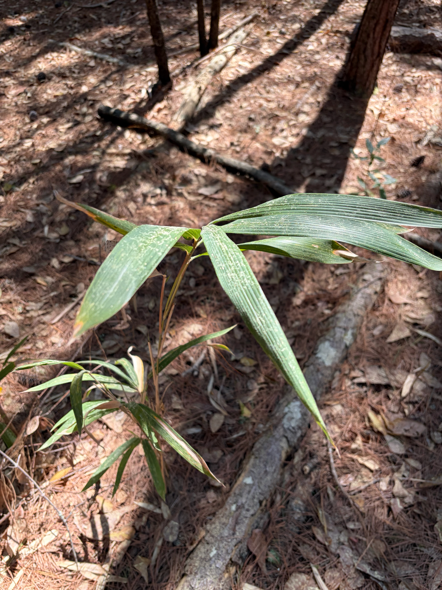 Mutton Grass (Arundinaria tecta)
