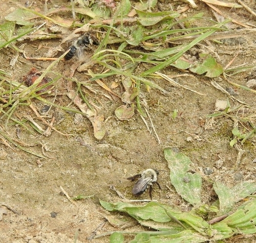 Grey-backed Mining Bee, Werkendam, Netherlands, photo 10 of 10