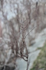 Reynoutria