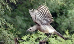 Chunga burmeisteri