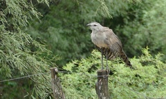 Chunga burmeisteri