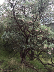 Arctostaphylos viscida