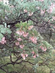 Arctostaphylos viscida