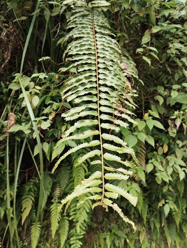 Nephrolepis davallioides observed 2026-03-17