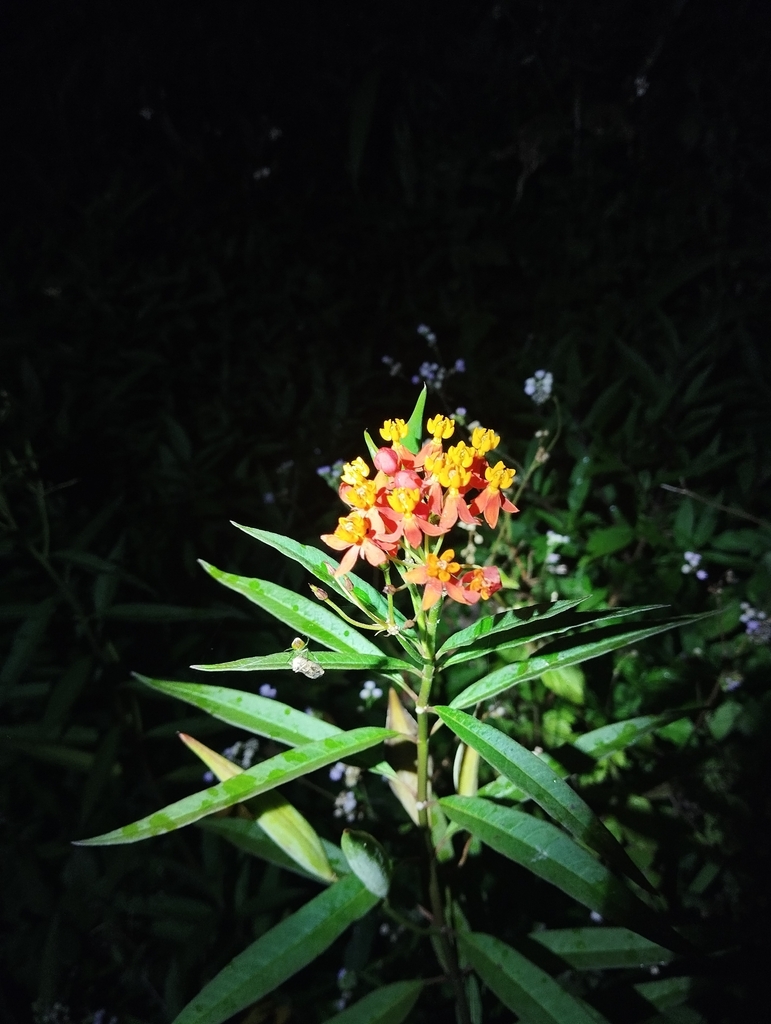 Bloodflower (Asclepias curassavica)