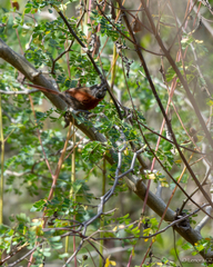 Synallaxis erythrothorax