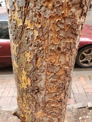 Ulmus parvifolia