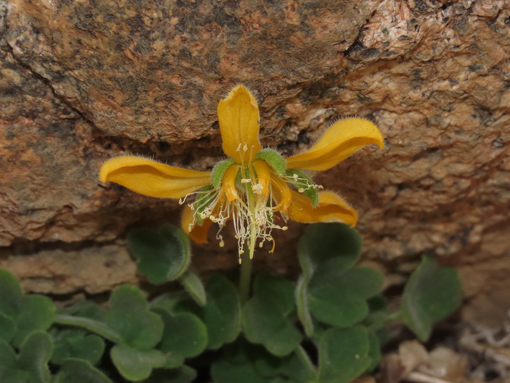 Grausa lutea