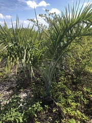 Pseudophoenix sargentii