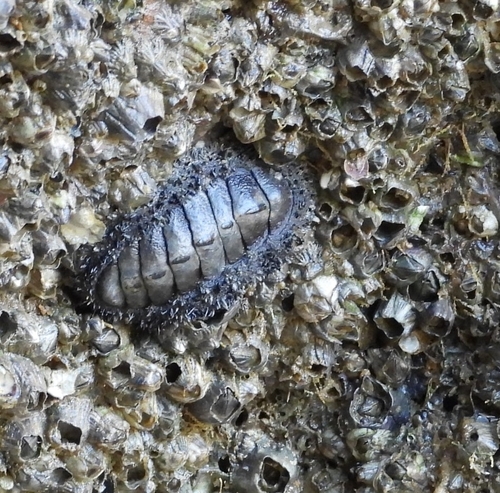 Jewelled Chiton