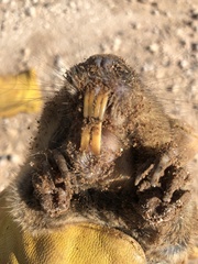 Cratogeomys castanops