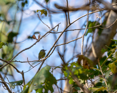 Oncostoma cinereigulare