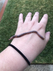 Lumbricus terrestris