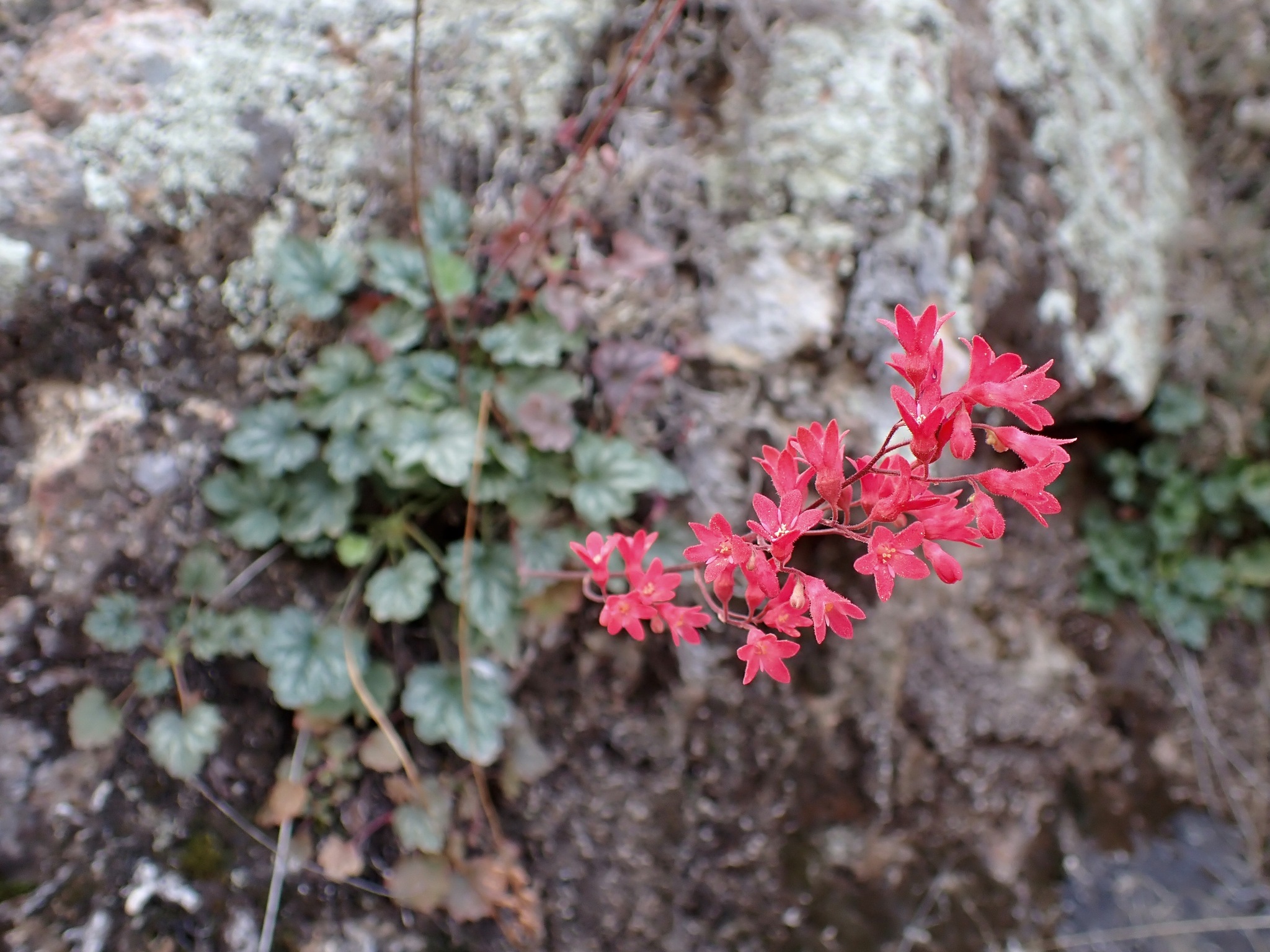 Coralbells (Heuchera sanguinea)