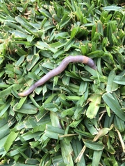 Lumbricus terrestris