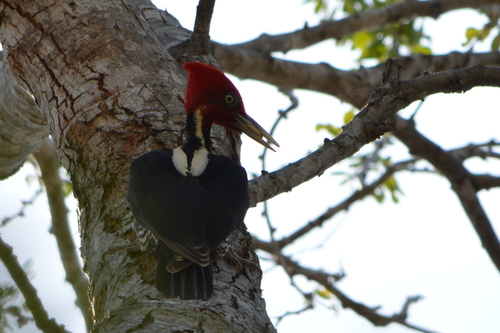 Campephilus guatemalensis