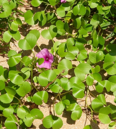 Beach Morning Glory