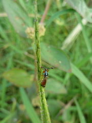 Diopsidae