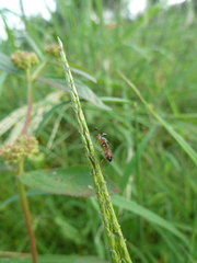 Diopsidae