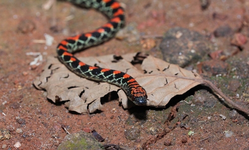 Guanabara Spotted Night Snake