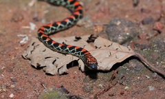Guanabara Spotted Night Snake