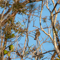 Myiarchus yucatanensis