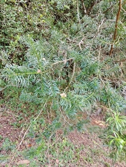Podocarpus lambertii