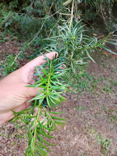 Podocarpus lambertii, photograph 2