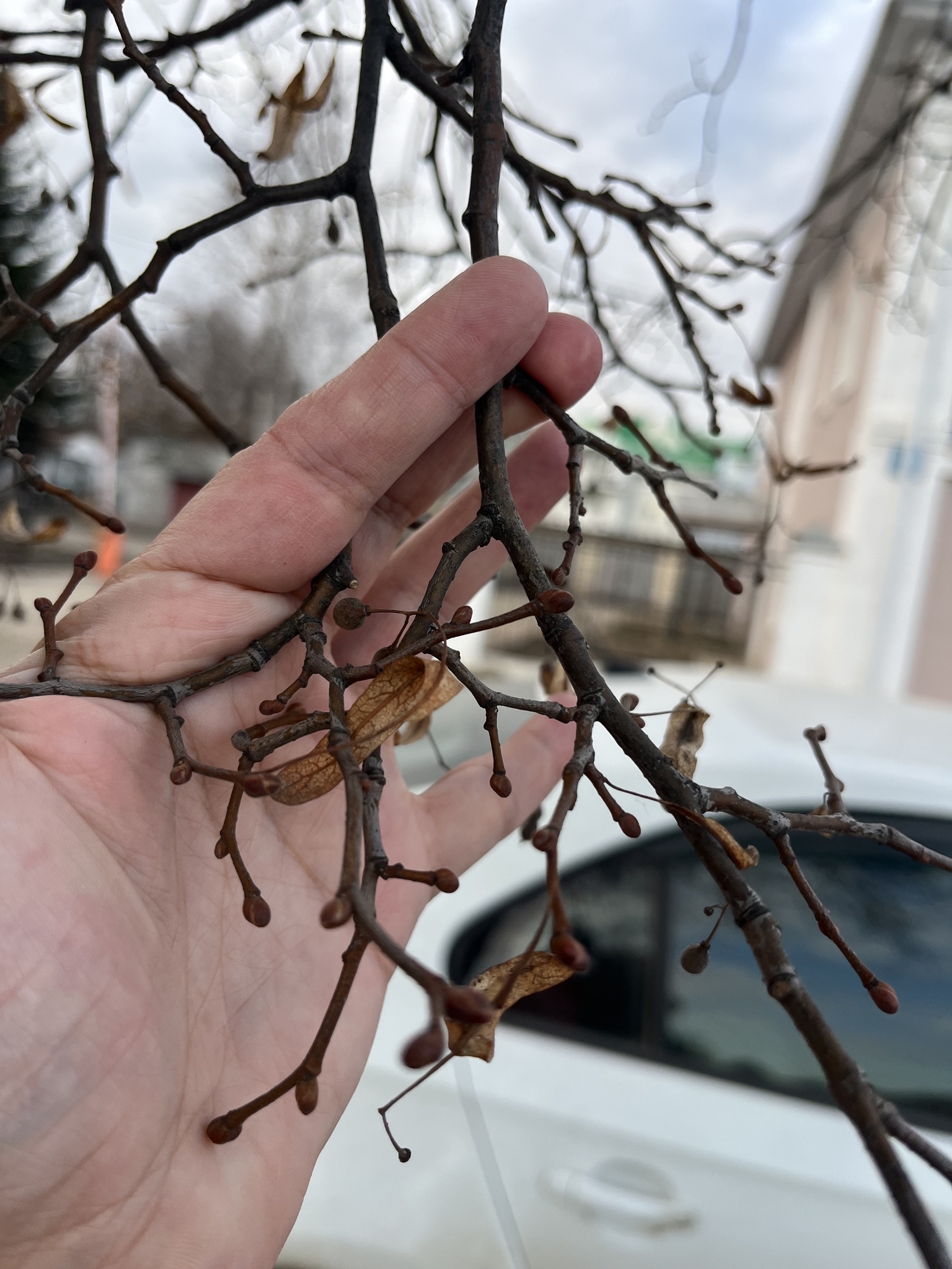 Small-Leaved Lime (Tilia cordata)