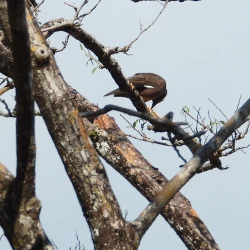 Common Myna