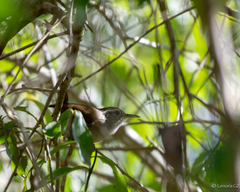 Uropsila leucogastra