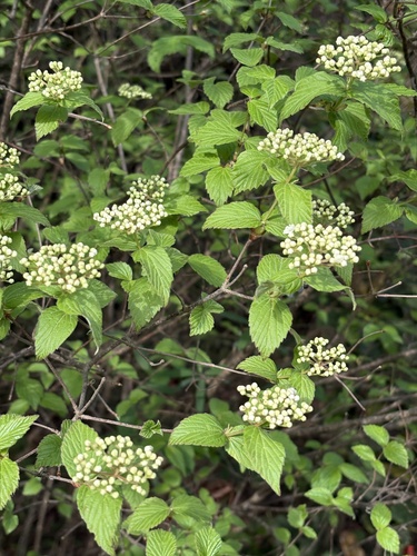 downy arrowwood (Viburnum rafinesqueanum)
