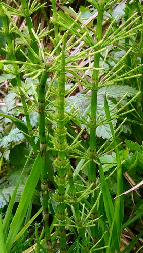 Equisetum × litorale, photograph 4