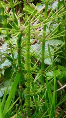 Equisetum × litorale, photograph author not stated, no rights reserved