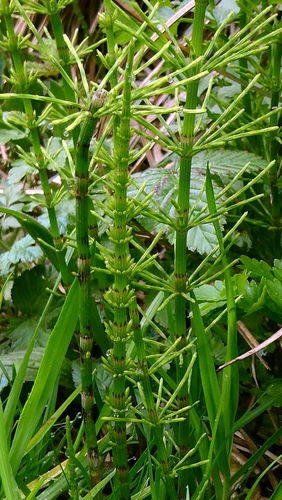 Equisetum × litorale, photograph 3
