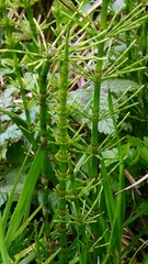 Equisetum × litorale, photograph author not stated, no rights reserved