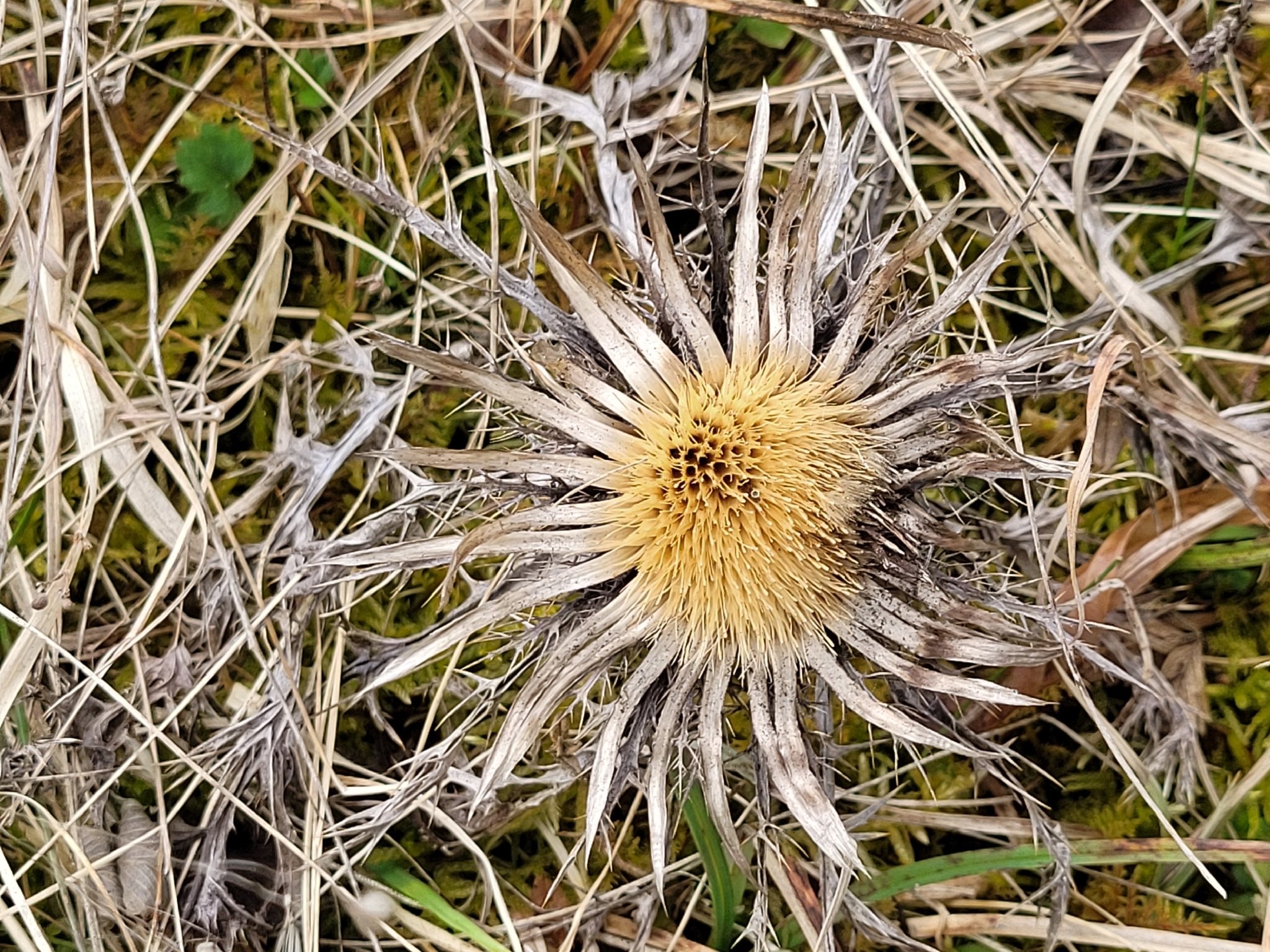 Stemless Carline Thistle (Carlina acaulis)