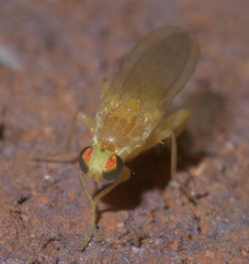 Chyromyidae